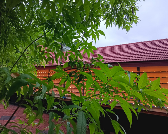 Sree Panorkavu Kandathar Kavu